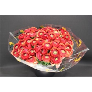 Cloni Super Bronze Red