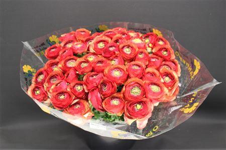 <h4>Cloni Super Bronze Red</h4>