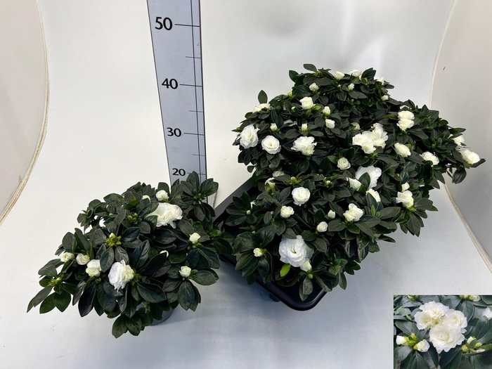 <h4>RHODO SI AIKO WHITE</h4>