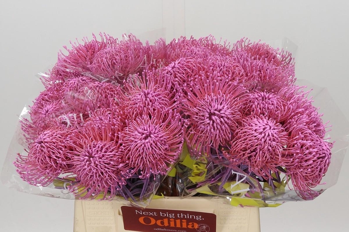 <h4>Nutans Painted Pink</h4>