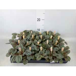 Peperomia albov. 'Piccolo Banda'