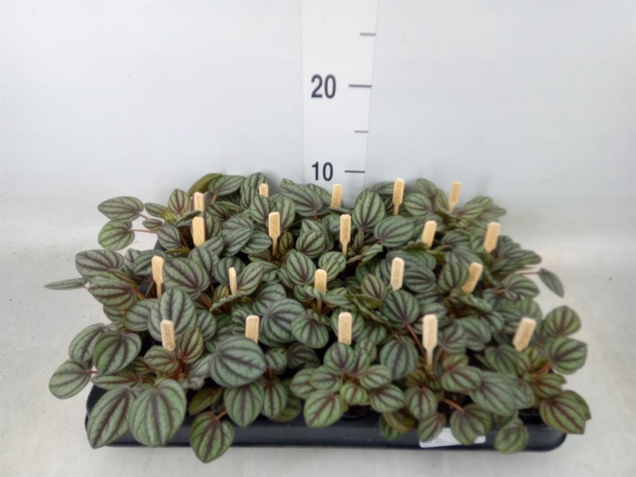 <h4>Peperomia albov. 'Piccolo Banda'</h4>