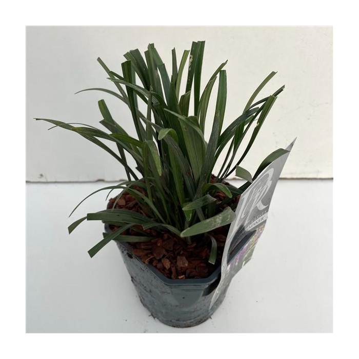 <h4>Liriope 'Moneymaker'</h4>