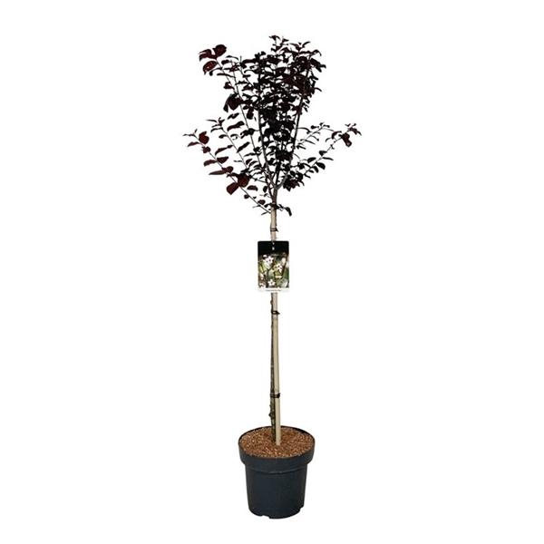 <h4>Prunus cerasifera 'Nigra'</h4>