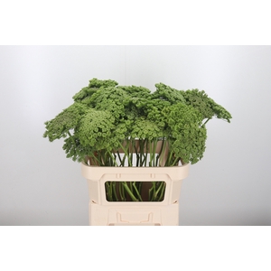 Ammi Majus Visnaga Zaad