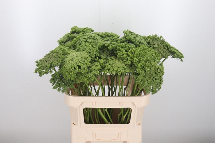 <h4>Ammi Majus Visnaga Zaad</h4>