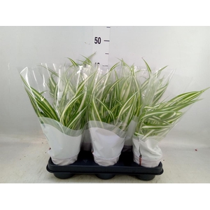 Chlorophytum com. 'Variegatum'