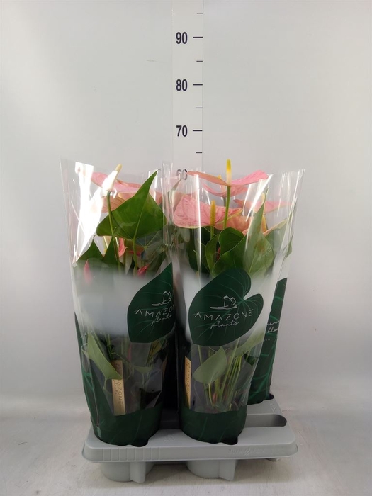 <h4>Anthurium andr. 'Colorado'</h4>