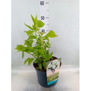 Hydrangea arbor. 'Annabelle'