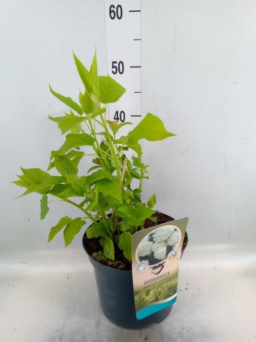 <h4>Hydrangea arbor. 'Annabelle'</h4>