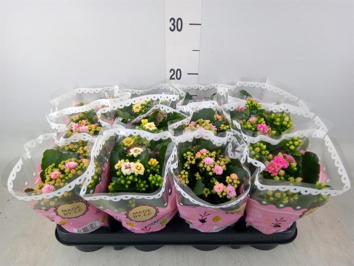 <h4>Kalanchoe blos.   ..mix</h4>