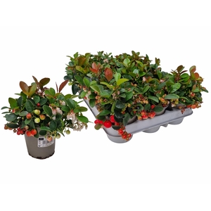 GAULTH PROCUMBENS