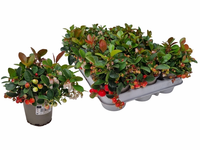 <h4>GAULTH PROCUMBENS</h4>