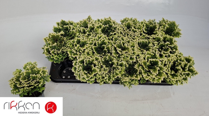 <h4>SELAG M JORI</h4>