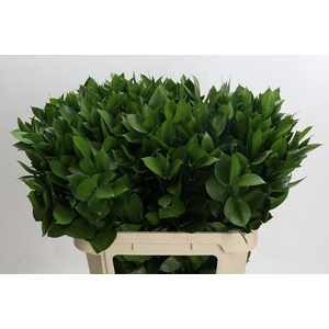 RUSCUS HYPOPHYLLUM