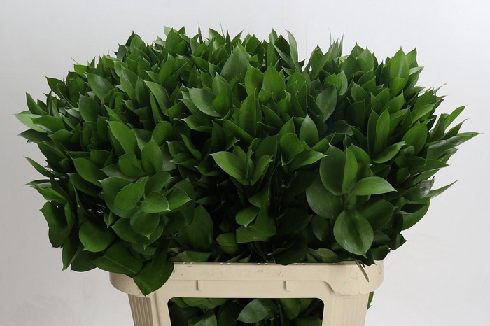 <h4>RUSCUS HYPOPHYLLUM</h4>