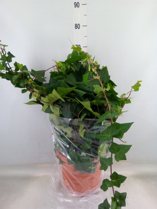 <h4>Hedera alger. 'Montgomery'</h4>