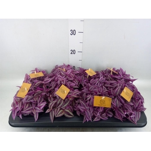 Tradescantia zebr. 'Pink Paradise'