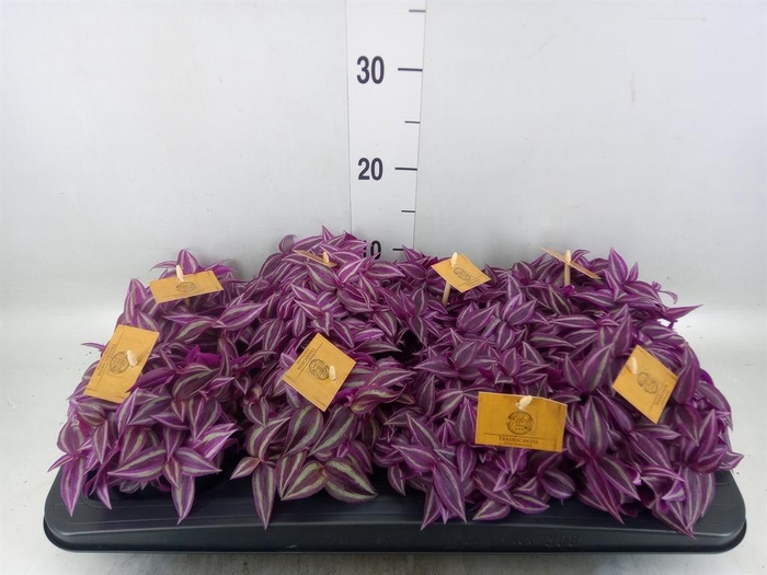 <h4>Tradescantia zebr. 'Pink Paradise'</h4>