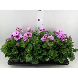 Pelargonium gran.   ..