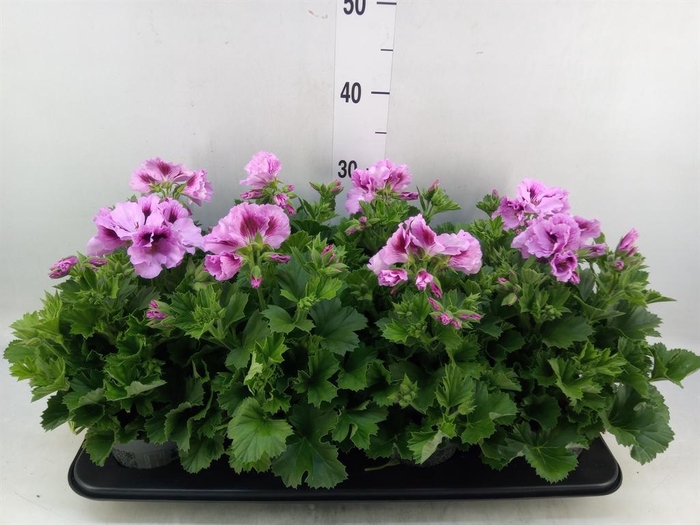 <h4>Pelargonium gran.   ..</h4>