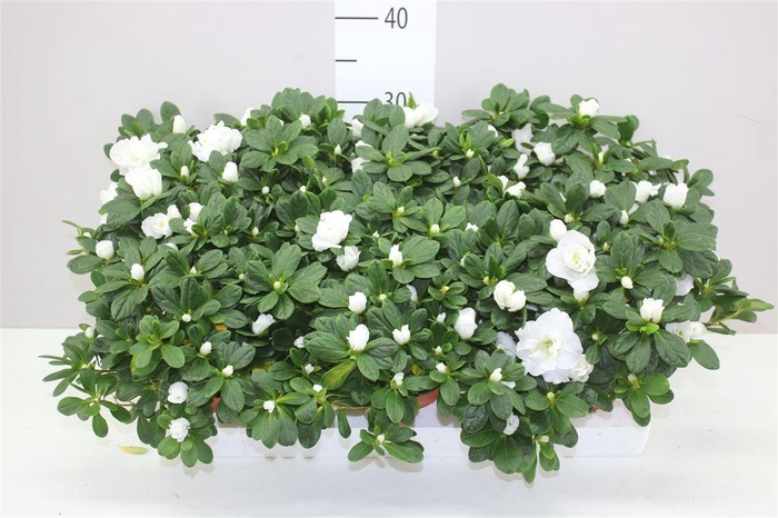 <h4>Rhododendron Si Wit</h4>