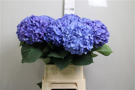 <h4>Hydr M Pimpernel</h4>