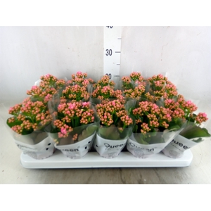 Kalanchoe  'RoseFlow Audrey'
