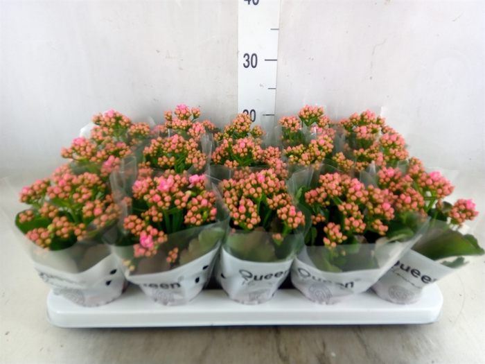 <h4>Kalanchoe  'RoseFlow Audrey'</h4>