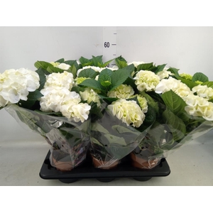 Hydrangea mac.   ...