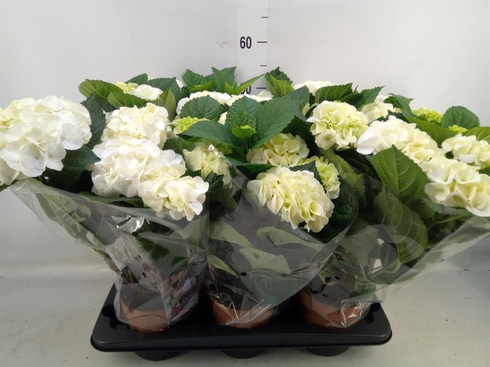 <h4>Hydrangea mac.   ...</h4>