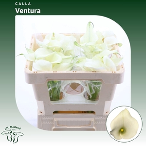 Calla Ventura