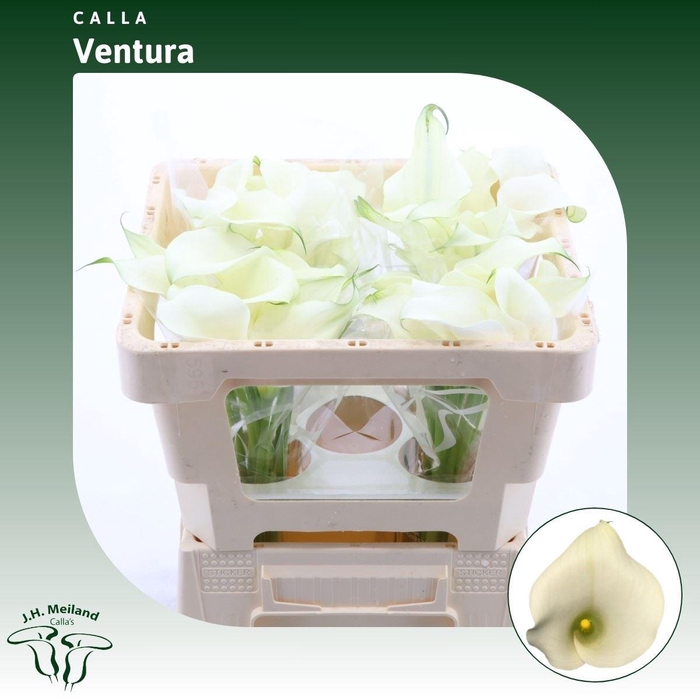 <h4>Calla Ventura</h4>