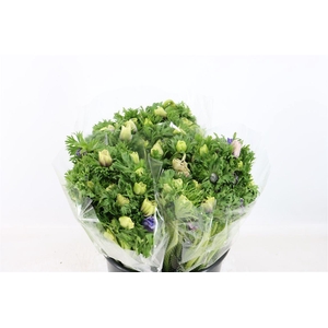 Anem Marianne Pastel