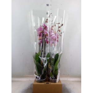 Phalaenopsis   ...