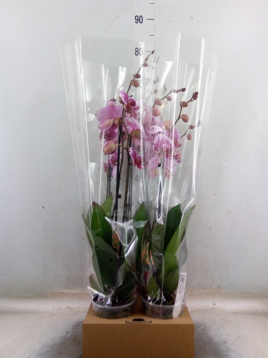 <h4>Phalaenopsis   ...</h4>
