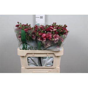 Ran Co Mag Raspberry