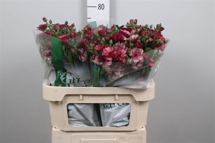 <h4>Ran Co Mag Raspberry</h4>