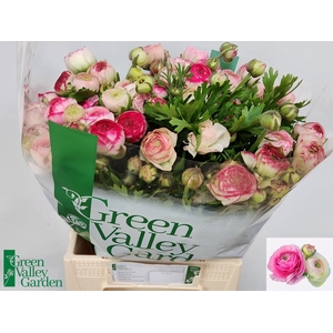 RAN EL WHITE SFUMATO