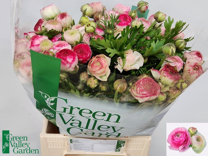 <h4>RAN EL WHITE SFUMATO</h4>