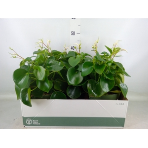 Peperomia polybotrya 'Raindrop'