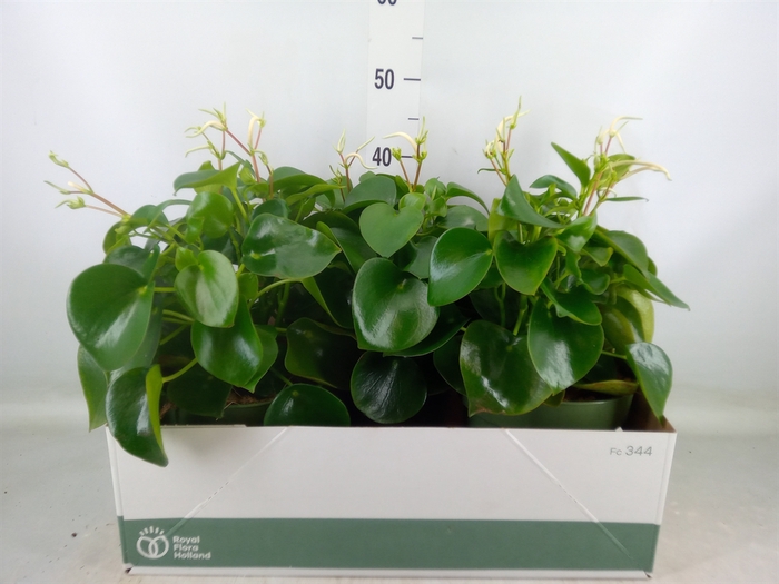 <h4>Peperomia polybotrya 'Raindrop'</h4>