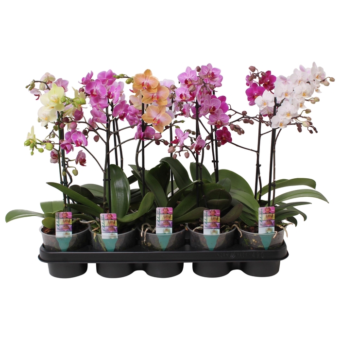 <h4>Phal. Multiflora 1-tak mix alle lengtes</h4>
