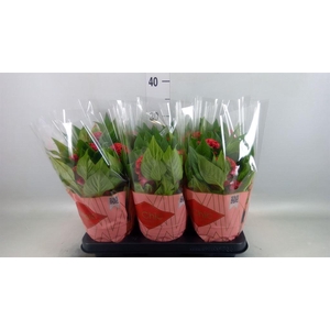 Celosia arg. CR 'Twisted Strawberr'