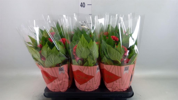 <h4>Celosia arg. CR 'Twisted Strawberr'</h4>
