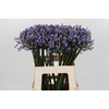 Agapanthus Happy Blue