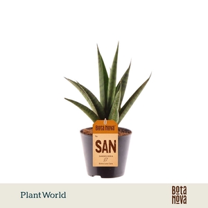 Sansevieria 'trifciata' Pineapple