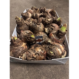 Amaryllis rood 26/28