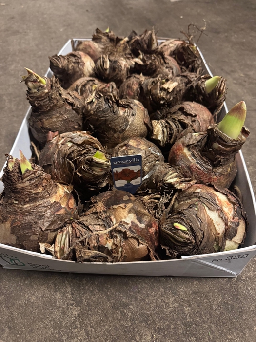 <h4>Amaryllis rood 26/28</h4>
