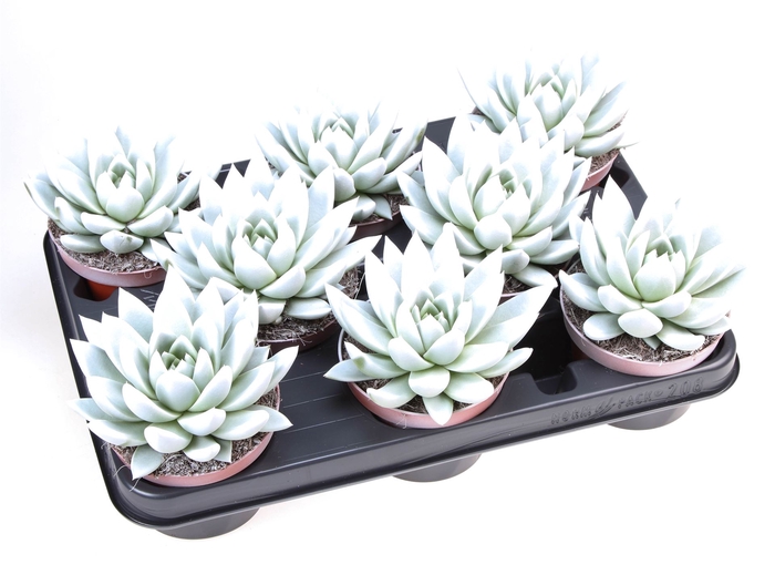 <h4>Echeveria  'Miranda'</h4>